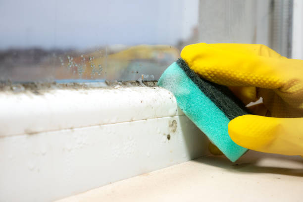 Best Fast Mold Removal  in Trexlertown, PA